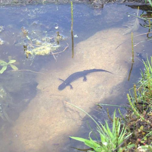 A newt sitting on a rock in a pond