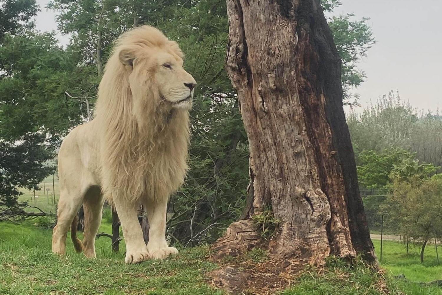 A male lion stands next to a tree